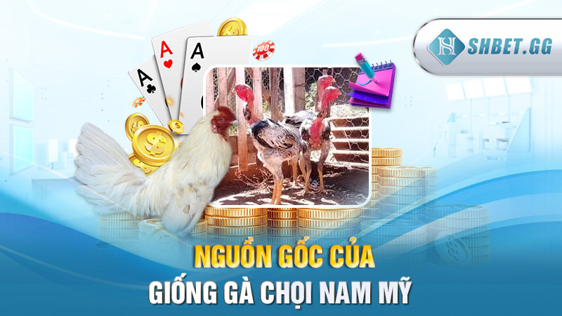 Giống gà đá hay nhất được ưa chuộng⭐