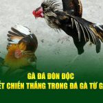 Gà Đá Đòn Độc – Bí Quyết Chiến Thắng Trong Đá Gà Từ God88
